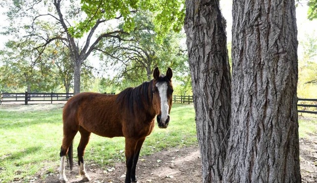 The Oakshire Cottage