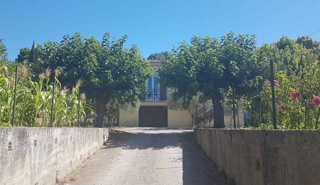 The olive house