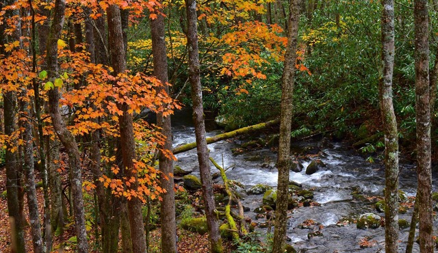 The Owl's Perch - Backwoods glamping cabin over amazing creek