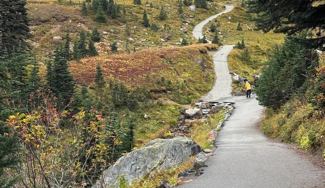 The PNW little Oasis features an abundance of firs, ferns and rhododendrons.
