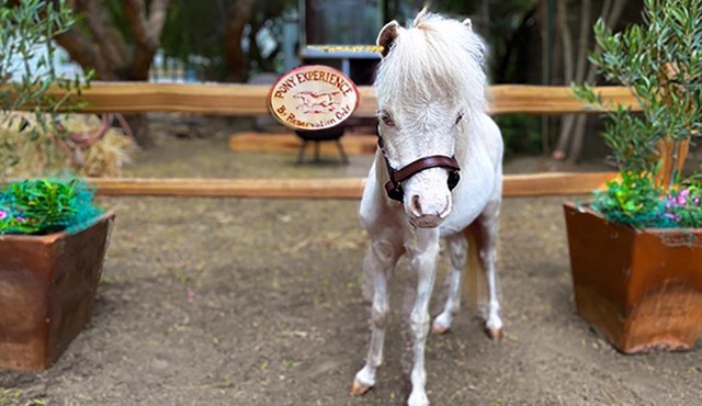 The Pony Experience; Glamping with Private Petting Zoo