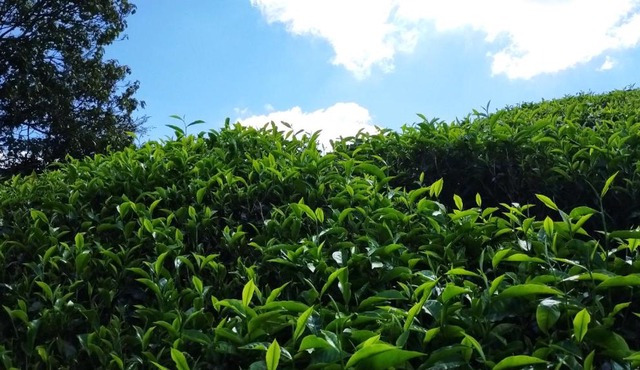 The Retreat Sweety 3BR H/Stay