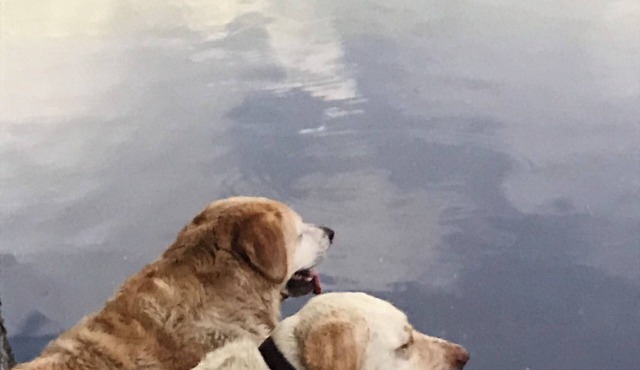 The scenic Withlacoochee River Pet-friendly Bird House