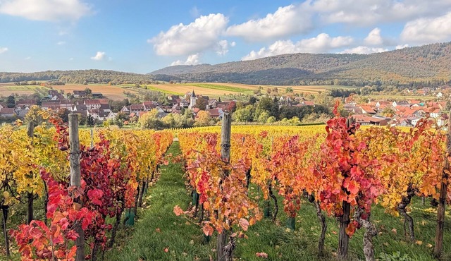 The seasons in the heart of the vineyard! Cosy house in magical Alsace 🍀
