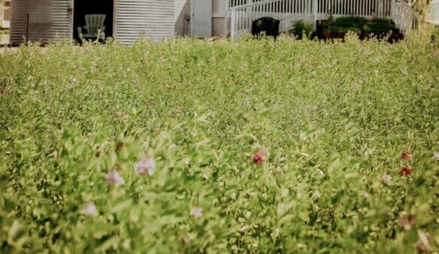 The Shasta Cottage at The Rossetto Ranch