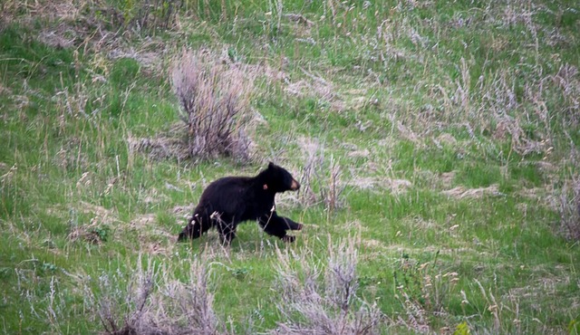 The Shepherd's Nook, a private apartment near Yellowstone & Bridger Bowl.