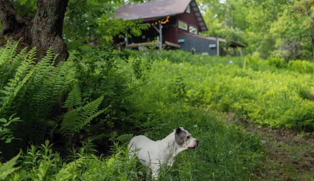The Studio with a View. Bring your dog, too!
