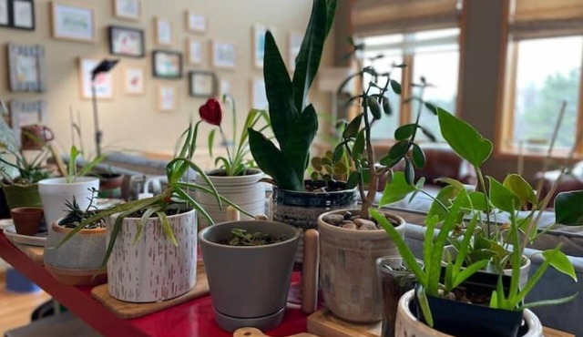 The Summer House - basketball court & large yard