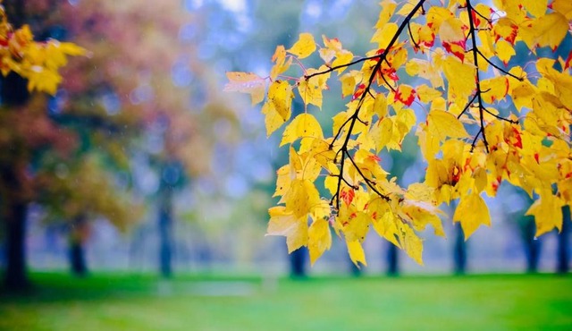 The Teachers Cottage