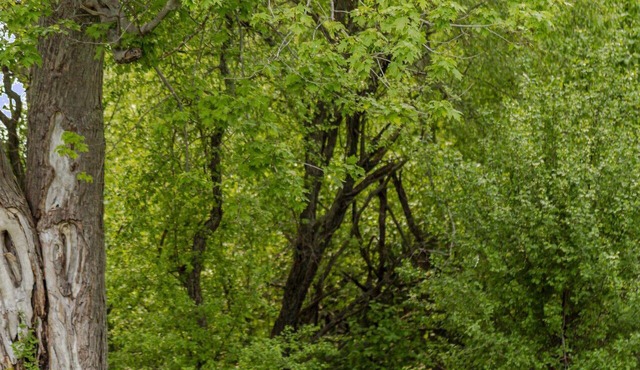 The Viewpoint Cottage