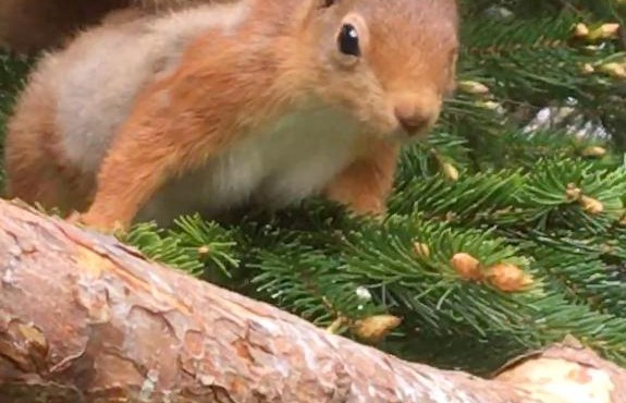 The Wee Thistle Loch Ness
