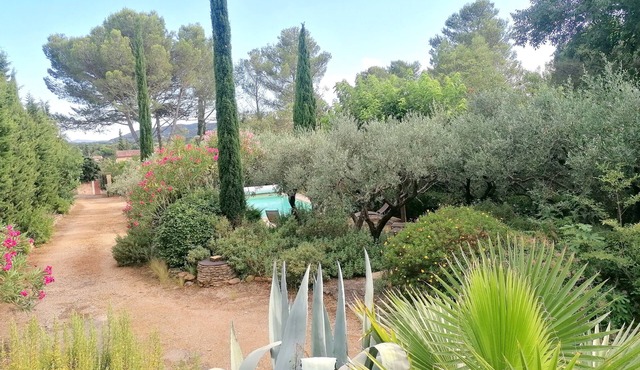 The whisper of the olive trees