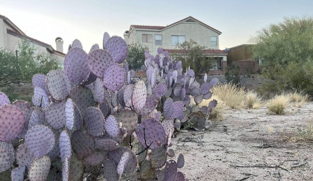 TheDesertOasis@ #LambertPark:4BD,Mountain Views,Gym,HOA Pool&Spa,PoolTable,CottonBedding