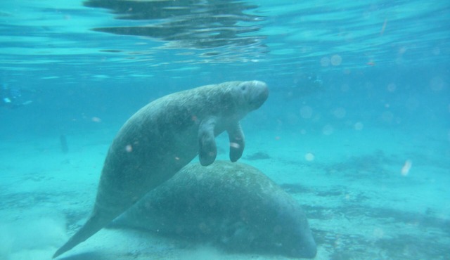 Three Sisters Springs W/River and Gulf access and floating dock steps from unit!