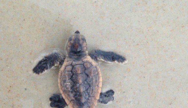 THRILLING OCEAN/POOL VIEW 2-Bedroom 2-Bathroom Condo in Marvelous Ormond Beach