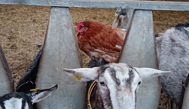 Tiny house on the farm