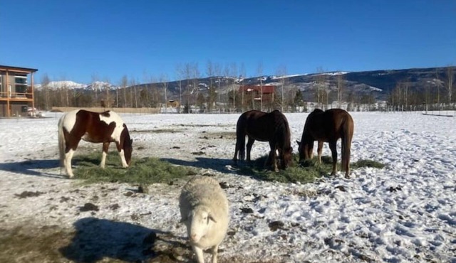 Tiny mountain house with country views