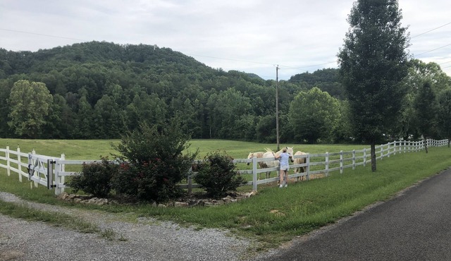 Tlea Farm Mountain Log Cab. 73 Acres of Trails and Horse Paddocks 2 Steams+Lake
