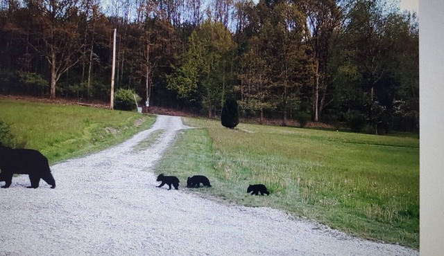 Towanda Hunting Cabin on 35 Privately Owned Acres.