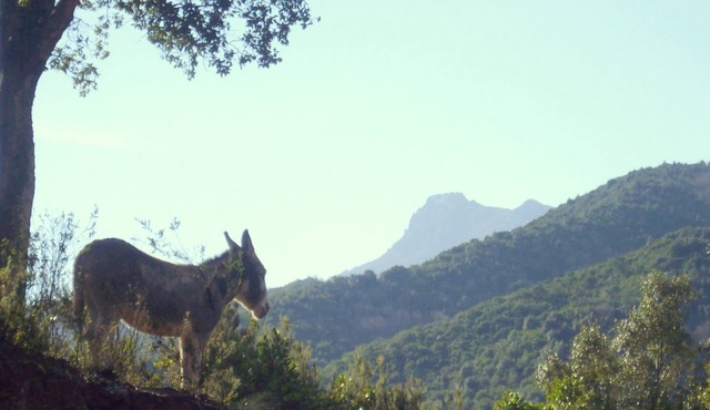 Traditional 18th century Corsican house, entirely renovated. 45 m2