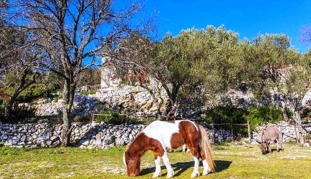 Traditional and Authentic House in Nature & Organic food & Little Ranch