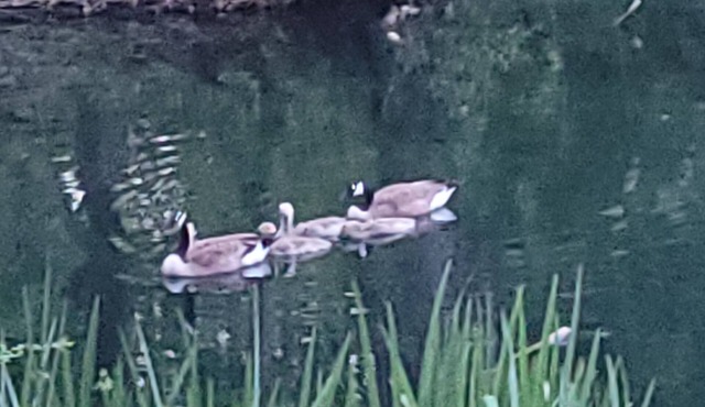 Tranquil corporate living space in Tallahassee with Master Suite and Office