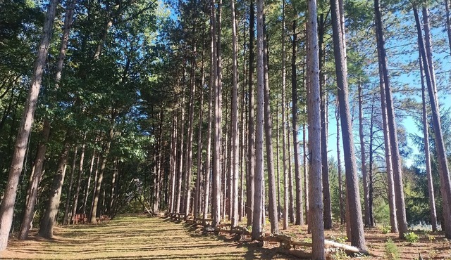 Tranquil Country Stay Among Pinesn6 miles from Culver. 39 mile from Notre Dame.