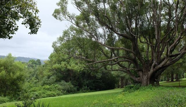 Tranquil rainforest apartment, close to Bangalow village, 15 mins to Byron Bay