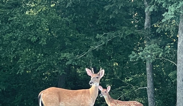 Tranquil Retreat: Charming Pet-Friendly Tiny House Cabin Amidst Nature's Beauty!
