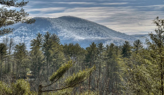 Traveller - Cherry Log