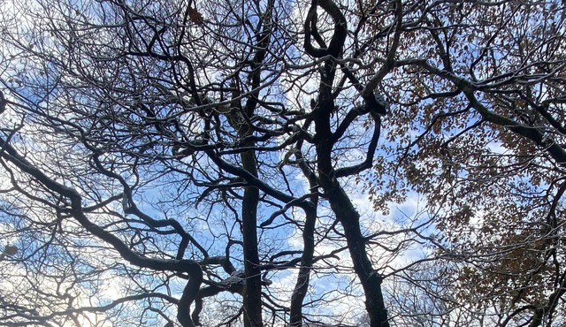 Tree House Cabin with Hot tub & Sauna - In Snowdonia