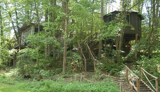 Tree Top Cabin