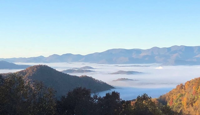 Tree Tops - Long Range Views