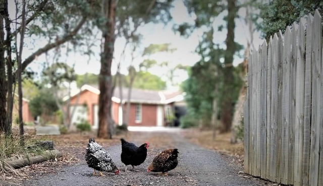 Treescape, Seascape Getaway