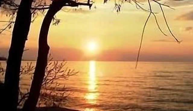 Tropical Paradise in NY Palm Trees,