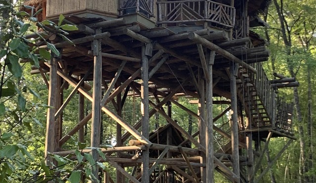 Tropical Treehouse surrounded by Jungle Gardens