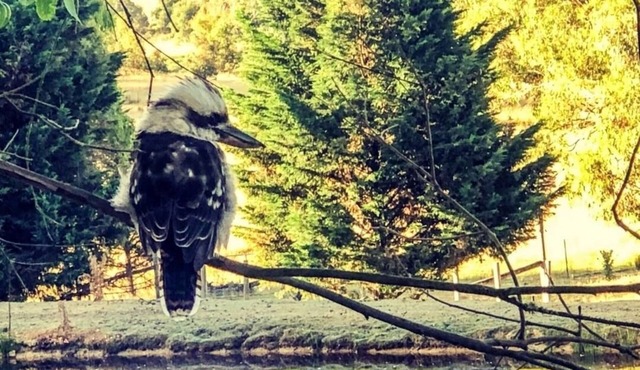 Tullaburra Tiny Home Farmstay