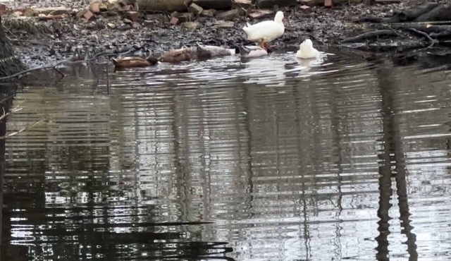 Twilly Chateau- Glamping In Style