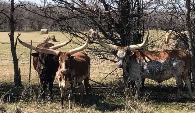 Two bedroom, two bathroom house on an African cattle farm on the Alabama River.