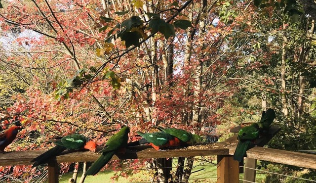 Two story mudbrick home nestled in the Dandenong Ranges.