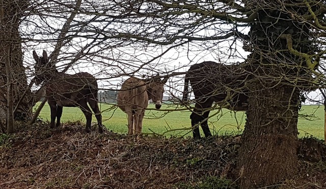 Ty Bihânes welcomes you to a peaceful setting in the heart of the countryside, surrounded by donkeys.