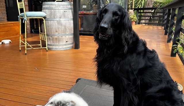 Ultra Dog Friendly Accommodation