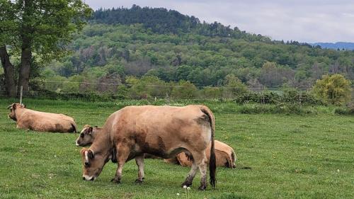 Un petit nid à la campagne