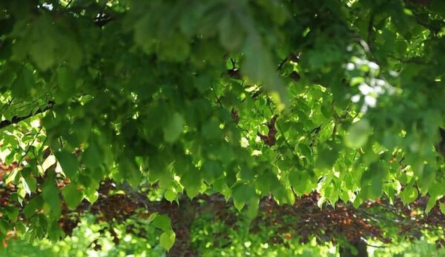 UNB Saint John Summer Hotel