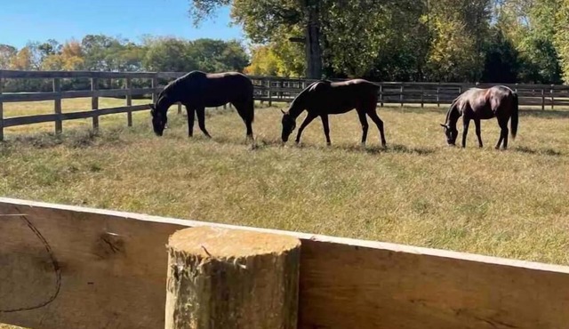 Unbeatable Location: Trackside Farm at Keeneland