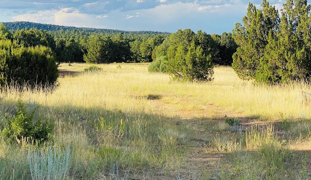 Under The Stars Colorado campground. 420. Bring Your TENTS! Lots of trees.