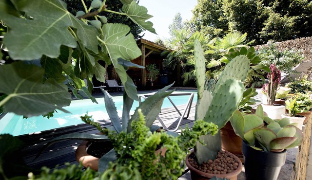 Une Odeur de Tilleul