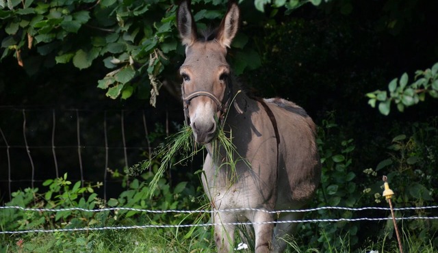 Unforgettable for children: wide open spaces, animals to cuddle, games, wifi