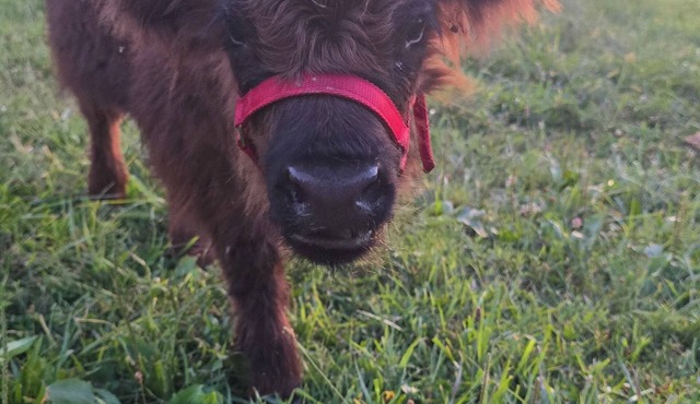 Unique Farm Stay and Petting Zoo Barndominium Loft