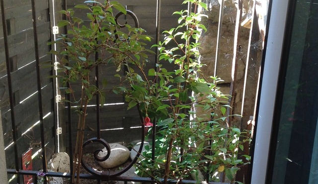 Unusual troglodytede charm